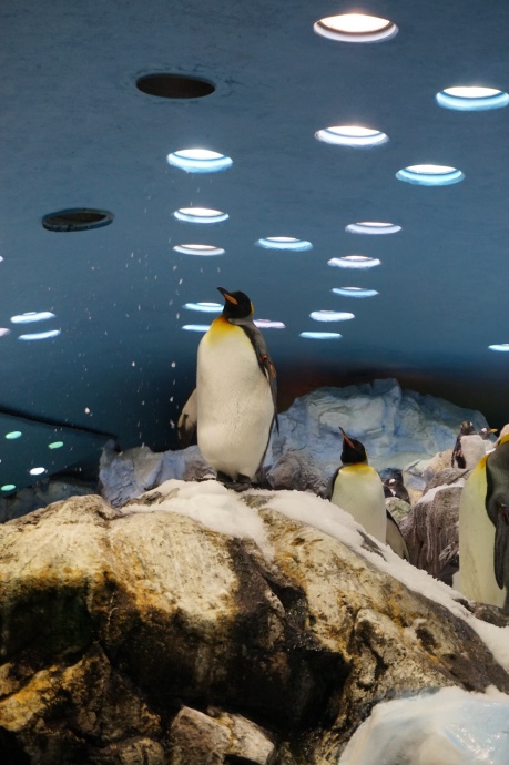 Loro Parque Teneriffa Pinguine