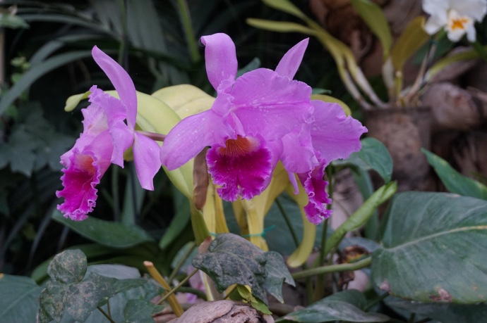 Orchideen Loro Parque Teneriffa